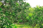 Tan Trieu grapefruit village in Dong Nai Province