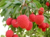The lychees of Thanh Ha, Hai Duong